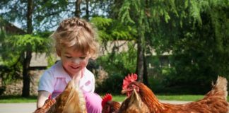 Pet Therapy con le galline | TuttoSulleGalline.it