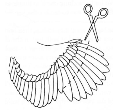 Come effettuare il taglio delle remiganti sulle ali della gallina | TuttoSulleGalline.it
