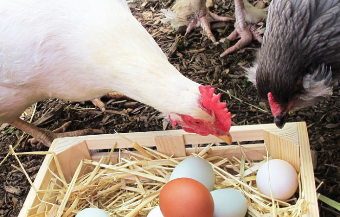 Oggi mettiamo uova finte nel pollaio 