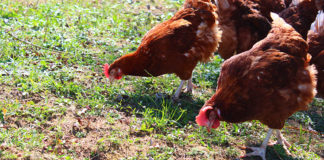 Mangimi per galline ovaiole | TuttoSulleGalline.it