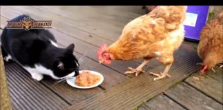 Video divertente di galline che rubano il cibo a gatti e cani | TuttoSulleGalline.it