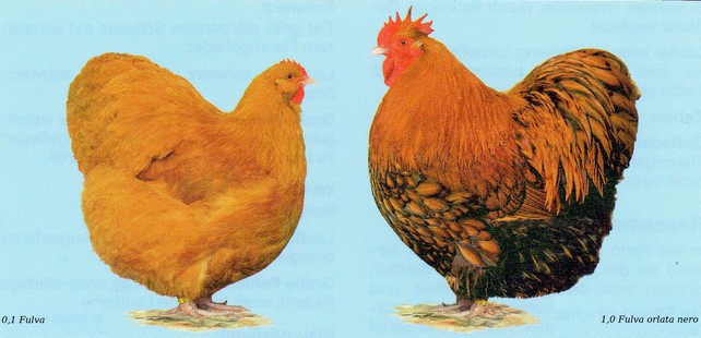 Esemplare di gallina fulva e gallo fulvo di razza ornamentale Orpington