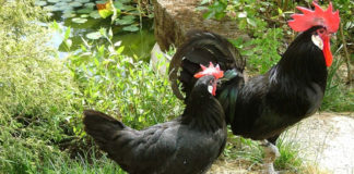 La gallina ovaiola nera del Valdarno | TuttoSulleGalline.it