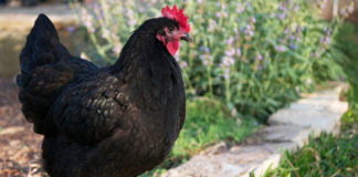 Australorp, gallina ovaiola da record | Tuttosullegalline.it