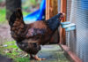 Barnevelder, la bella gallina ovaiola di razza olandese | TuttoSulleGalline.it