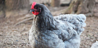 Orpington, gallina ornamentale dal voluminoso e soffice piumaggio | TuttoSulleGalline.it