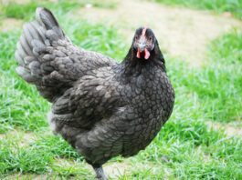 Gallina ovaiola di razza Marans, la gallina dalle uova d'oro | TuttoSulleGalline.it