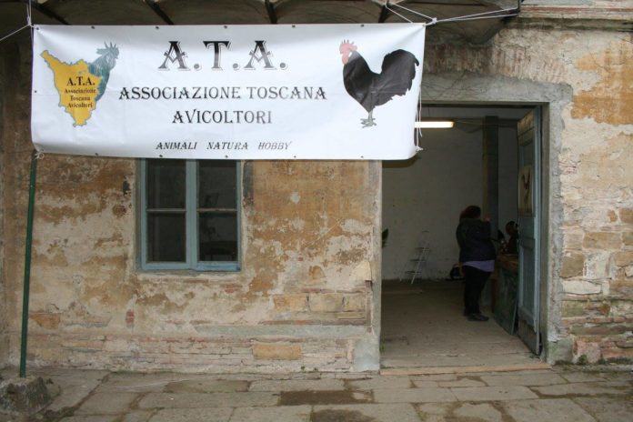 13° Mostra Avicola dell'Associazione Toscana Avicoltori (Firenze, 28-29 Gennaio 2017) | TuttoSulleGalline.it