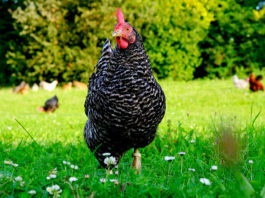 Plymouth Rock, la gallina ovaiola del veliero Mayflower | TuttoSulleGalline.it