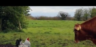 Gallo attacca mucca (video divertente) | Tuttosullegalline.it