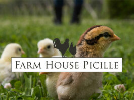 Farm House Picille - Allevamento galline ornamentali e ovaiole