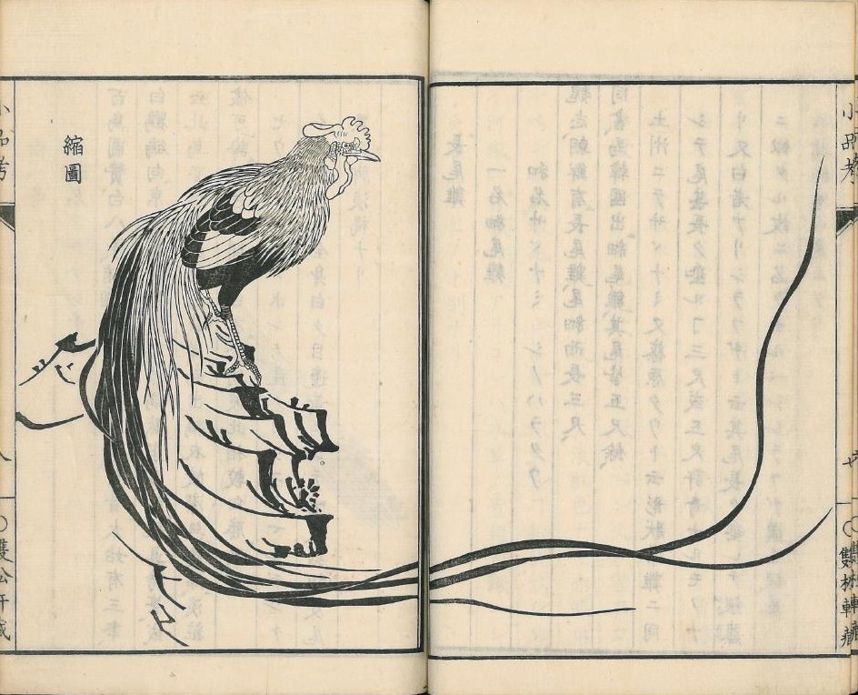 Raffigurazione di gallo di razza Onagadori dalla coda-lunga