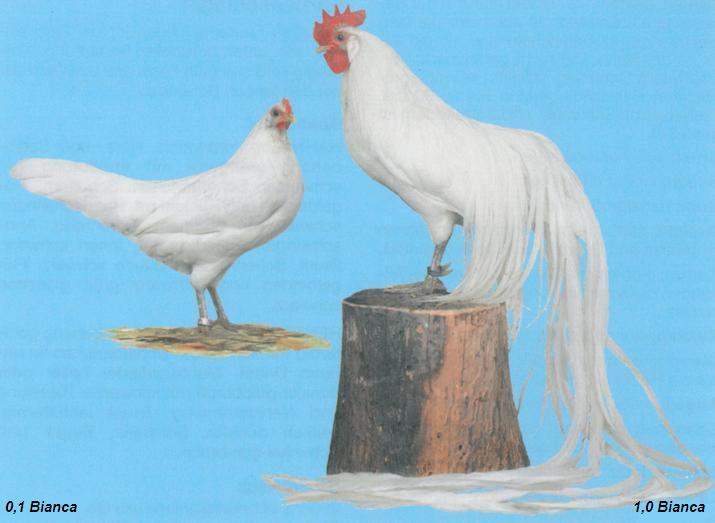 Gallina e Gallo Onagadori di colorazione bianca
