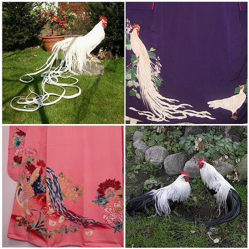 Tessuti giapponesi raffiguranti galli Onagadori dalla coda-lunga