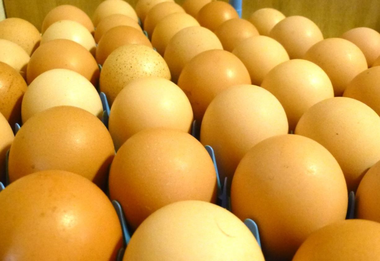 Uova di gallina New Hampshire