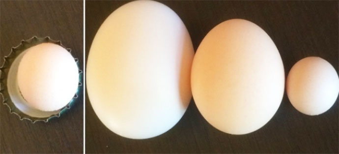 Uovo di gallina più piccolo al mondo