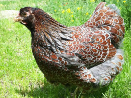 Wyandotte: la gallina ovaiola (e ornamentale) dal piumaggio variopinto | Tuttosullegalline.it