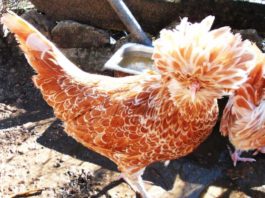 Fattoria didattica La Crucca | Allevamento galline razza Padovana, Moroseta, Cocincina, Olandese, Sebright