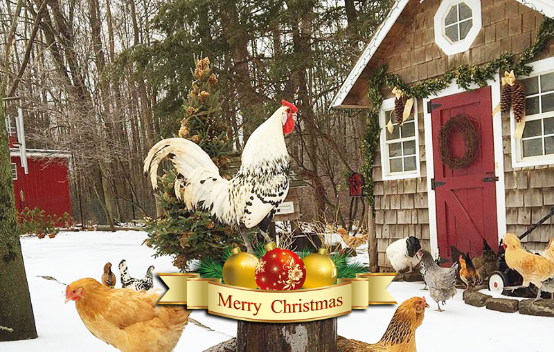 Buona Natale... con le galline del pollaio