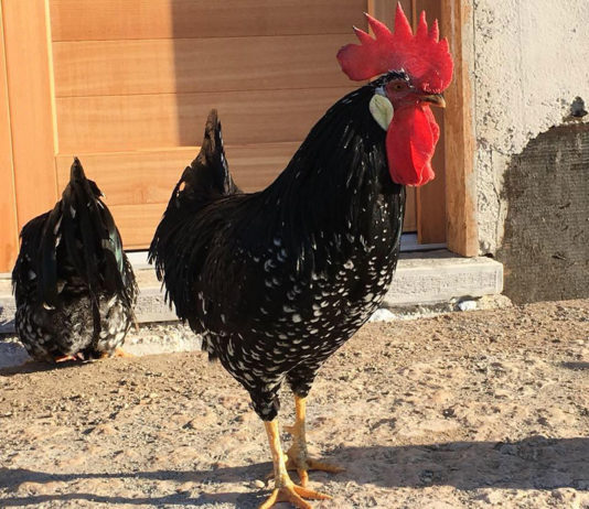 Bosco della Città | Allevamento avicolo amatoriale galline razza Ancona