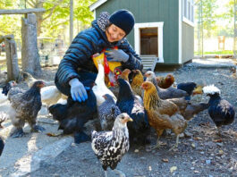 Isabella Rossellini e le sue galline: conoscenza e salvaguardia | Tuttosullegalline.it