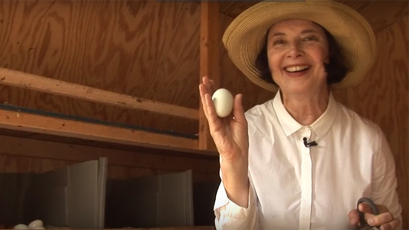 Isabella Rossellini e la raccolta delle uova del suo pollaio
