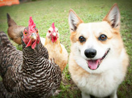 Video divertenti di galline e cani Corgy | Tuttosullegalline.it