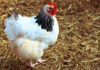 Gallina in inglese si traduce chicken, hen o girl | Tuttosullegalline.it