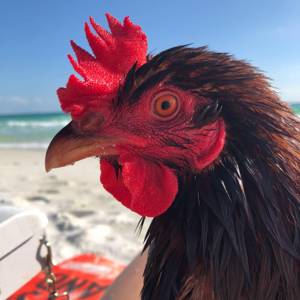 Sammi, gallina in spiaggia