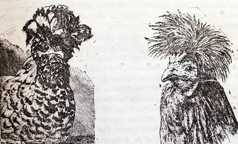 Illustrazione commissionata da Italo Mazzon e rappresentate una coppia di Polverara, risalente circa al 1890