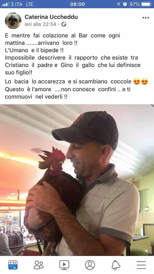 gallo Gino