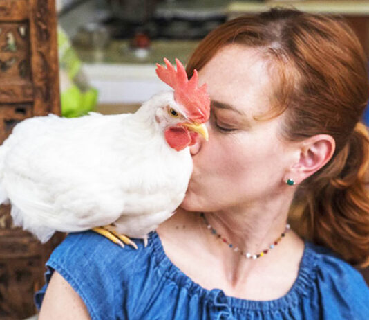 Camille e il gallo Bree, una storia d’amore a NYC | Tuttosullegalline.it