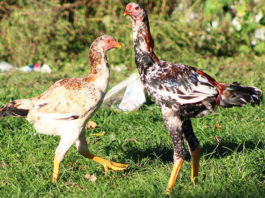 Combattente Malese razza di gallina ornamentale | Tuttosullegalline.it