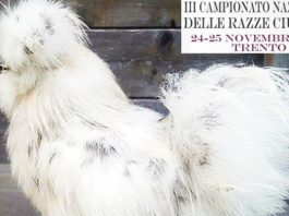 III° Campionato Nazionale Razze Ciuffate (24 e 25 Novembre, Trento)