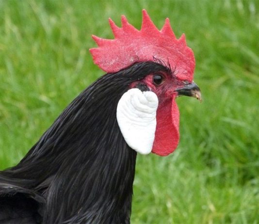 Gallina Minorca: razza spagnola a faccia rossa originaria delle Baleari | Tuttosullegalline.it