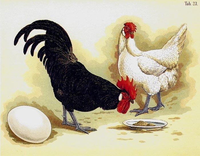 Gallina, gallo e uovo bianco di Minorca (Bungartz - 1891)