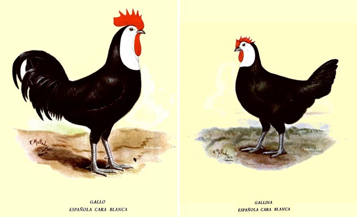 Gallo e gallina di razza Spagnola faccia bianca