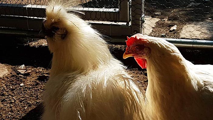 Pollaio da giardino: il sogno di allevare galline domestiche diventa  realtà! - Galline, Pollaio, Ricette con Uova e Video divertenti