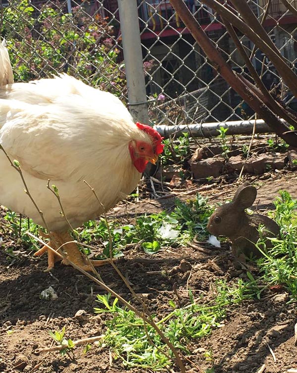 La gallina Penelope in giardino