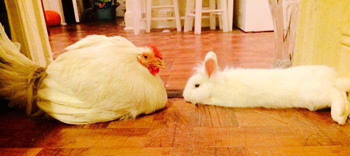 Penelope con l'amico coniglietto