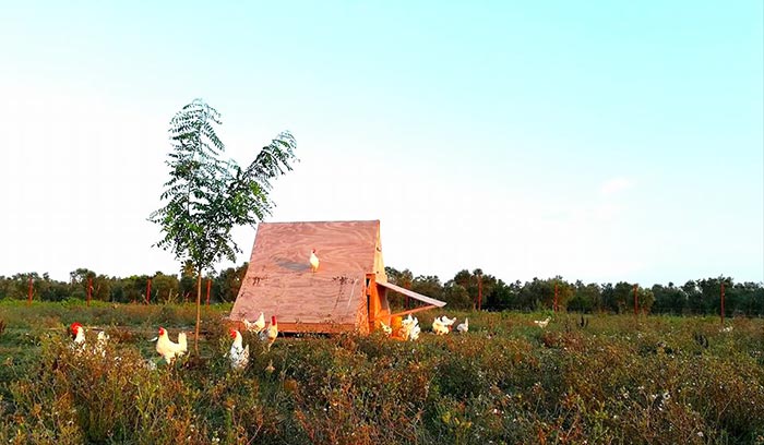 Uovo Perfetto, l'allevamento etico ed eco-sostenibile che salva le galline  - Galline, Pollaio, Ricette con Uova e Video divertenti