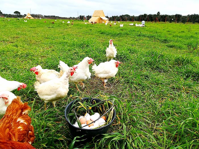 Le galline che ancora portano segni visibili del loro vissuto nei grandi allevamenti