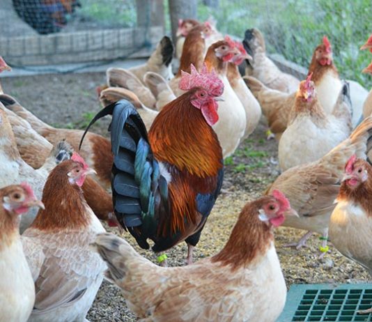 La Gallina Mugellese, gruppo di femmine con gallo