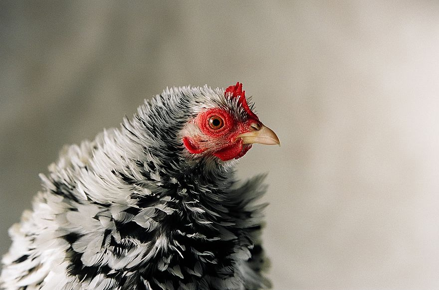 Accessori da giardino e oggettistica da esterno a forma di gallina e gallo  - Galline, Pollaio, Ricette con Uova e Video divertenti