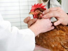 Pseudopeste aviare (Malattia di Newcastle): come vaccinare le galline | Tuttosullegalline.it