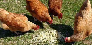 Video divertenti di galline che mangiano spaghetti | Tuttosullegalline.it