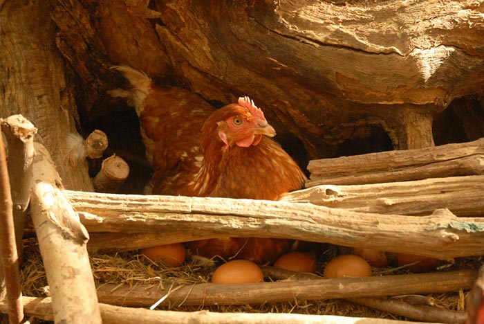Uovo di selva, gallina depone uovo in nido naturale nel bosco