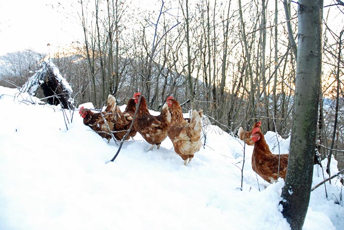 Uovo di selva, galline nel bosco con la neve
