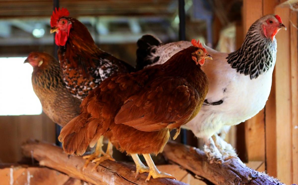 Abbeveratoi per galline: quali scegliere e come funzionano