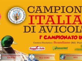 Campionati Italiani Avicoltura - 9/10 Dicembre 2023 (Scandiano, RE) | Tuttosullegalline.it